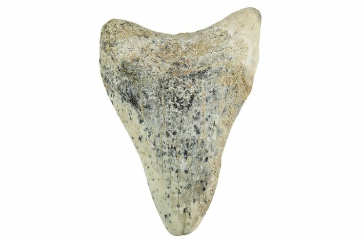 Bargain, , Fossil Megalodon Tooth - Georgia #338752